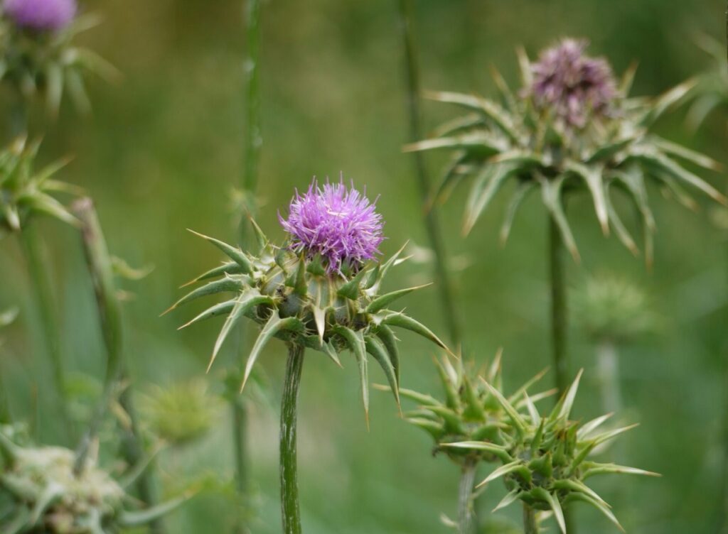 Έλαιο γαϊδουράγκαθου